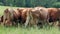 Back of a herd of cows on a green field