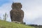 The back of the isolated moai of Anakena beach with bird