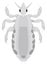 back lice insect vector illustration transparent background