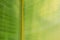 Back light banana leaf closeup