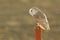 A back lighted Barn Owl Tyto alba perched on a post on a cold sunny winters morning.