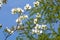 Back lighted branch of a dogwood bush, blue sky and blurry branches in the background