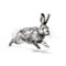 back lined Rabbit is running on White Background