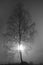 Back lit bare birch tree in fog