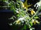 Back-lit Cherry Tomato Blossoms -Solanum lycopersicum var. cerasiforme - in a Backyard Garden