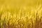 Back-lit field of barley, close up, shallow depth of field