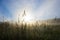 back lit grass in early foggy morning