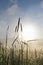 Back lit grass in early foggy morning