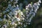 A back lit honey bee sitting on Erica formosa flowers