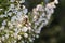 A back lit honey bee sitting on Erica formosa flowers