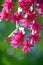 Back lit pink Zygocactus flowers of Hatiora gaertneri