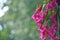 Back lit pink Zygocactus, Schlumbergera, flowers