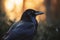 Back-lit scene of a beautiful Raven, Rook sitting alone in a woodland setting. - Generative AI art