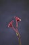 Back lit silhouette of Australian native Red kangaroo Paw flowers