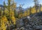 Back Lit Subalpine or Lyall Larch Trees (Larix lyallii)