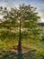 Back lit sunlight tree with pond