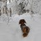 Back of longhaired dachshund standing on snow in winter forest and looking forward, small brown dog in snowy landscape