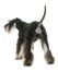 Back of miniature schnauzer