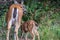 back of mother deer and fawn eating tall grass in the forest