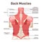 Back muscles system. Didactic scheme of anatomy of human muscular