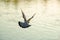 Back one Gray pigeon bird flying over river