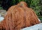 Back of orangutans, orang-utan, orangutang, or orang-utang