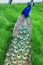 From the back, peacock with the long tail with big blue-green eyespot on green grass