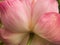 Back of Pink Sacred Lotus