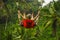 Back portrait of attractive happy middle aged woman with grey hair riding rainforest swing carefree swinging and enjoying