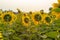 Back portrait of blossom sunflowers in the plantation field with blue sky background