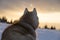 Back portrait of furry Siberian Husky dog sitting in the forest on winter snowy day in the mountains at sunset