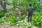 Back portrait male arborist holds the chainsaw and looks at the big tree laying on the ground