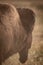 Back Profile of Bison Head
