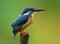 Back profile of Common Kingfisher & x28;Alcedo atthis& x29; Eurasian or Ri
