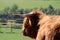 Back profile of a yak against a grassland background