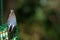 Back of Red-Breasted Nuthatch Showing Black and White Striped Head