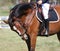 The back of a saddled red horse.Equestrian sport