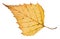 back side of fallen leaf of birch tree isolated