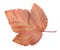 Back side of fallen leaf of ninebark shrub