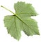 Back side of green leaf of grape vine plant