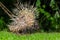 Back side of nocturnal animals Malayan porcupinea