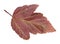 back side of red ninebark (physocarpus) leaf