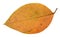 back side of red and yellow leaf of apple tree