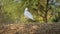 Back side shot of Water bird or Majestic Egret sitting on millet fodder in countryside outdoors