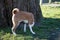 Back and side view on a two tone basenji on a grass area in meppen emsland germany