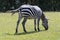 Back/side view of a zebra eating grass on a field