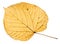 back side of yellow autumn leaf of linden tree