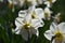 Back side of yellow bulb Narcissus with white petals , Macro of Daffodil flower