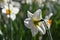 Back side of yellow bulb Narcissus with white petals , Macro of Daffodil flower