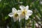 Back side of yellow bulb Narcissus with white petals , Macro of Daffodil flower